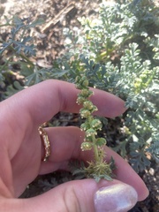 Ambrosia chamissonis