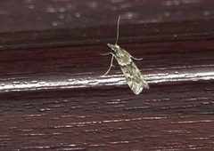 Eudonia angustea