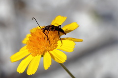 Strangalia sexnotata