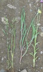 Tragopogon pratensis