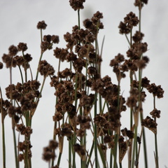 Juncus scirpoides