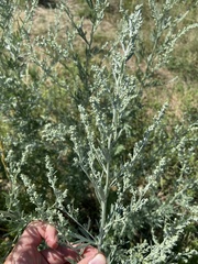 Artemisia absinthium