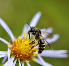 Andrena robervalensis