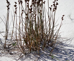 Juncus scirpoides