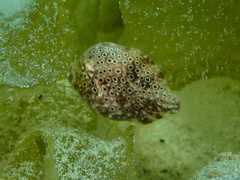 Brachaluteres jacksonianus