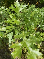 Polystepha globosa