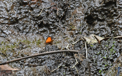 Tegosa anieta