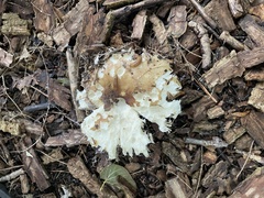 Sebacina sparassoidea