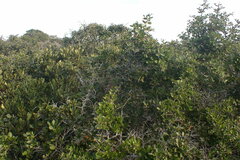 Searsia pterota