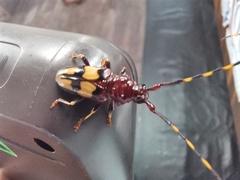 Dendrobias mandibularis