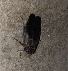 Polyphaga aegyptiaca