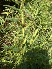 Chamaecrista fasciculata