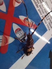 Dendrobias mandibularis