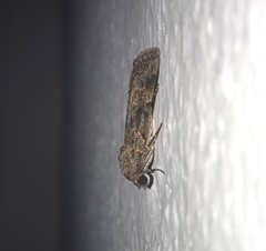 Hydrillodes lentalis