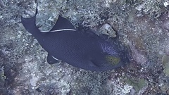 Melichthys niger