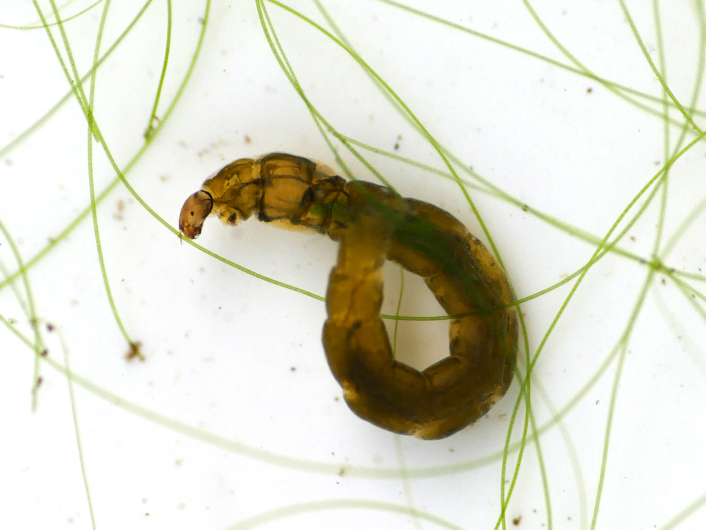 Psectrocladius obvius