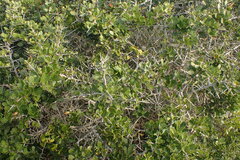 Searsia pterota