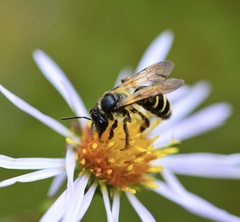 Andrena robervalensis