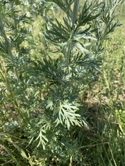 Artemisia absinthium