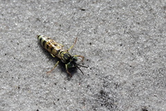 Microbembex monodonta