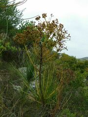 Anginon difforme