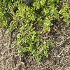 Lepidium didymum