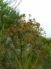 Anginon difforme