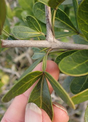 Searsia pterota
