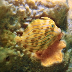 Eubalichthys mosaicus