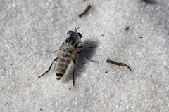 Laphystia texensis