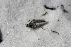 Laphystia texensis