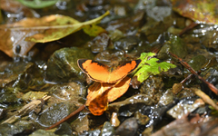 Tegosa anieta