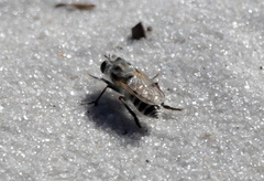 Laphystia texensis