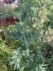 Artemisia absinthium