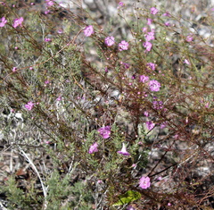 Agalinis filifolia