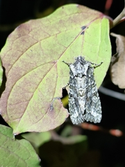 Dryobotodes tenebrosa