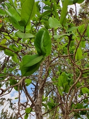 Annonaceae