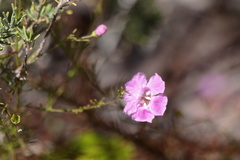 Agalinis filifolia