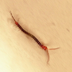 Scolopendromorpha