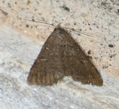 Bleptina flaviguttalis