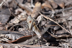 Schistocerca rubiginosa