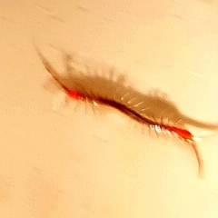 Scolopendromorpha