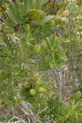 Asparagus aethiopicus