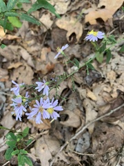 Symphyotrichum shortii