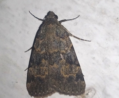 Hydrillodes lentalis