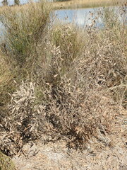 Tessaria absinthioides