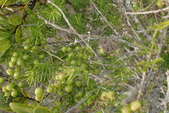 Asparagus aethiopicus