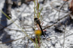 Erythrodiplax minuscula