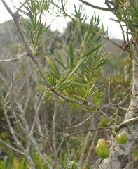 Asparagus aethiopicus