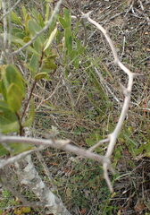 Asparagus aethiopicus